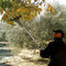Abbacchiatore SP 90