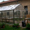 Giardino d'inverno Anemone