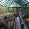Giardino d'inverno Tulipano