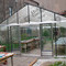 Giardino d'inverno Anemone